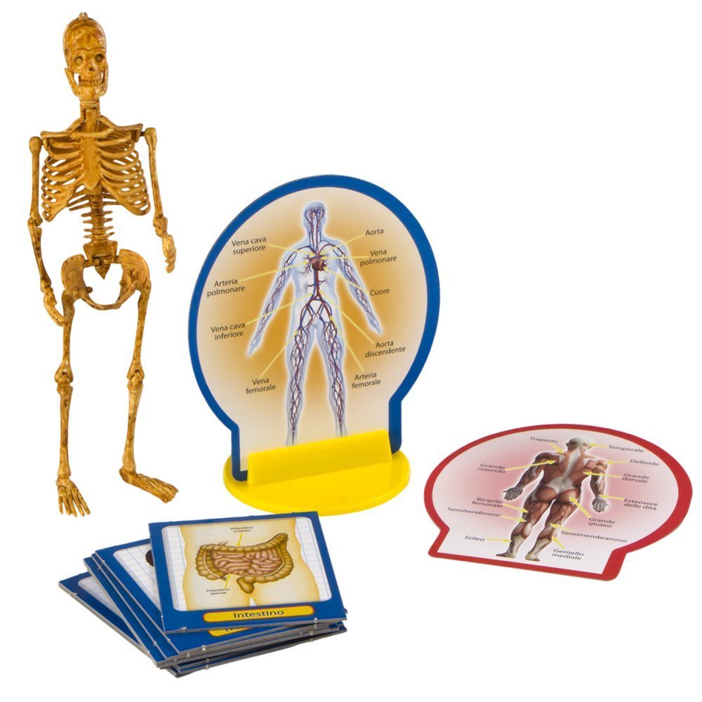 Lisciani - I'm A Genius, Human Body