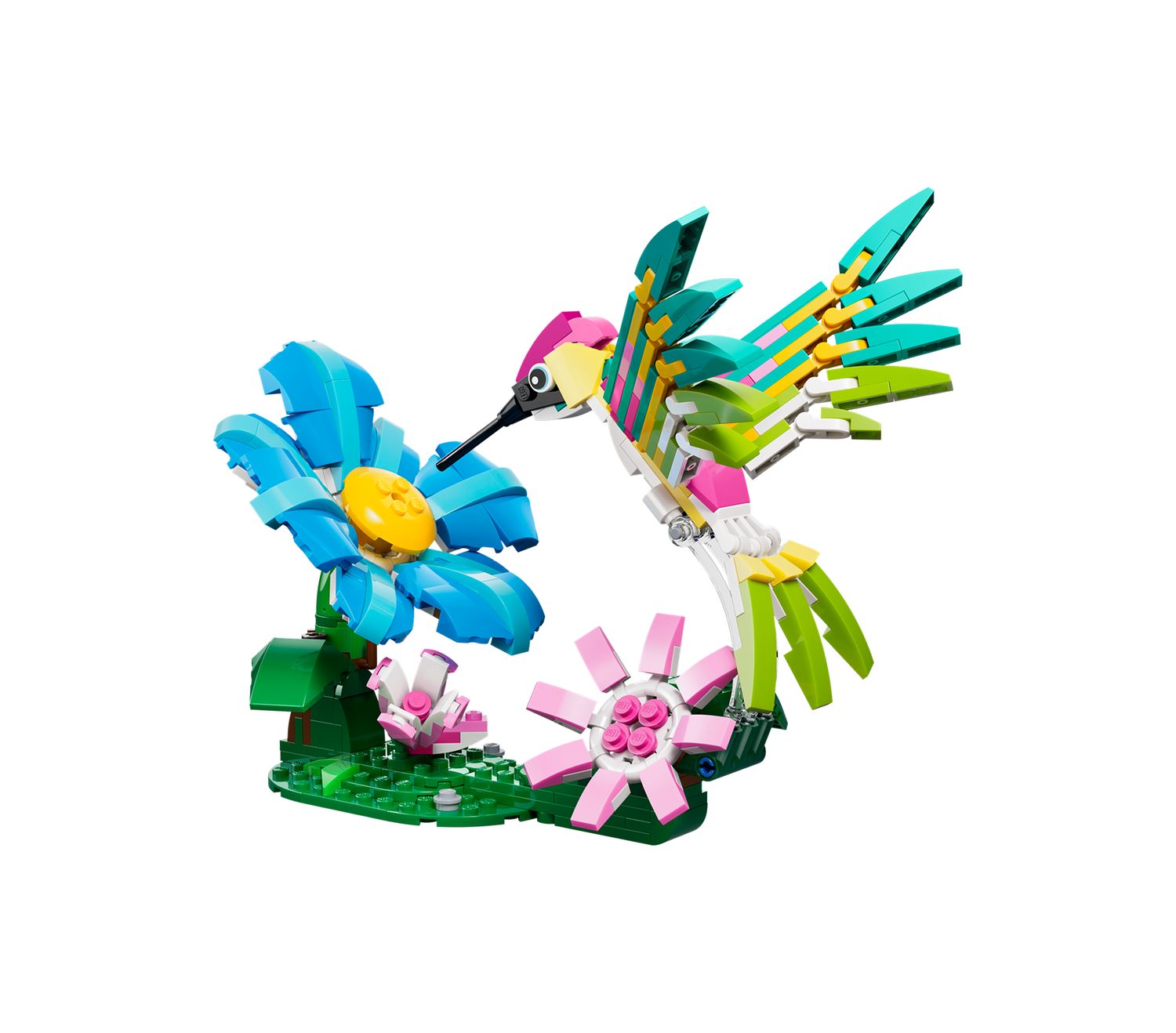 Wild Animals: Colorful Hummingbird